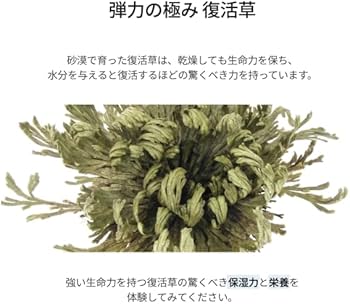 アビブ 復活草 4点セット Amazon.co.jp: Abib アビブ [復活草 企画セット : セラム50ml +